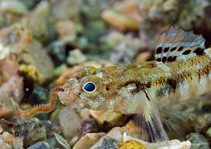 Painted Goby eating worm.
Aughrusmore Pier, Connemara.
... by Mark Thomas 